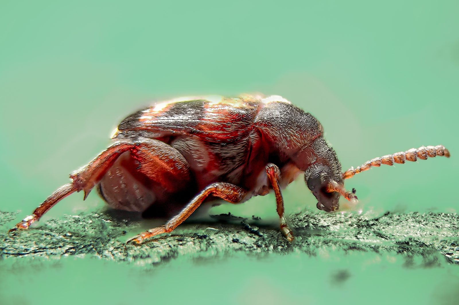 Coleóptero pequeño · apilado de campo