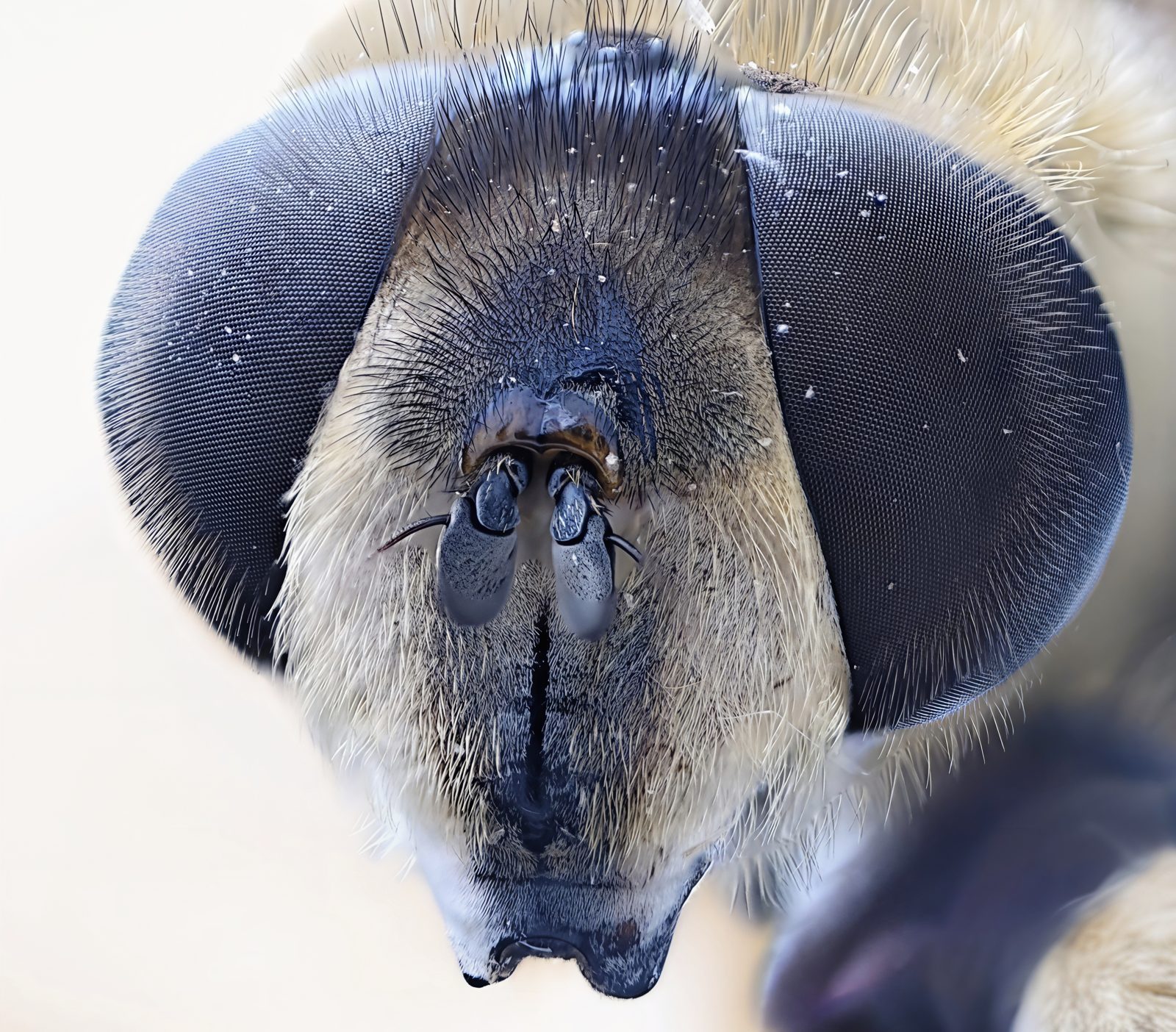 Retrato frontal de una mosca con los ojos compuestos oscuros y las antenas en el centro de la cara