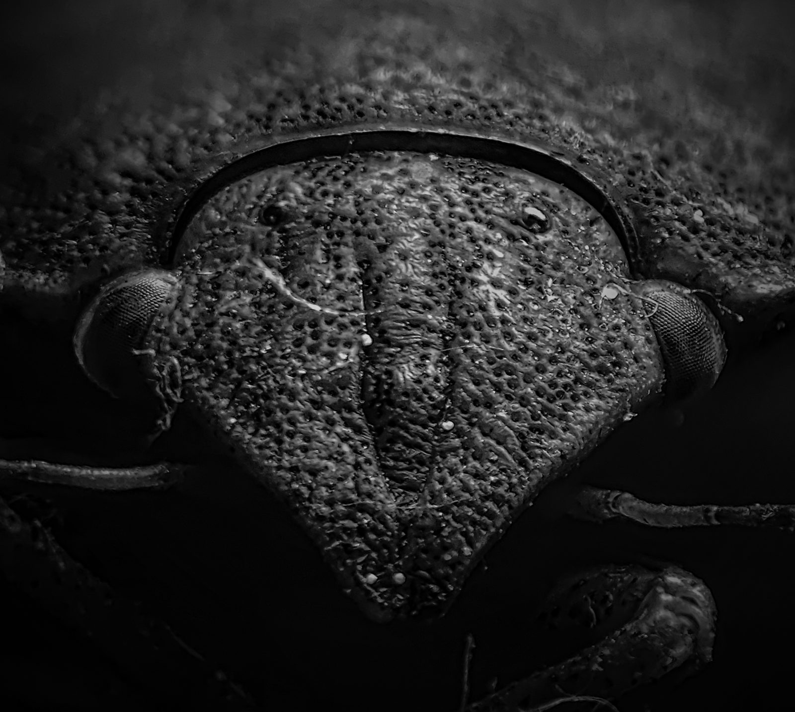 Coleóptero oscuro · cabeza y pronoto apilados