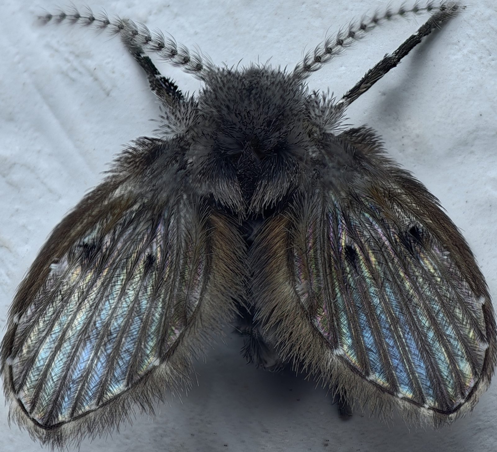 Vista dorsal apilada de un insecto peludo de alas anchas e iridiscentes y antenas largas
