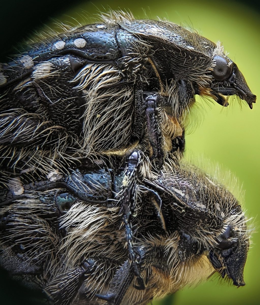 Macro de campo · comportamiento