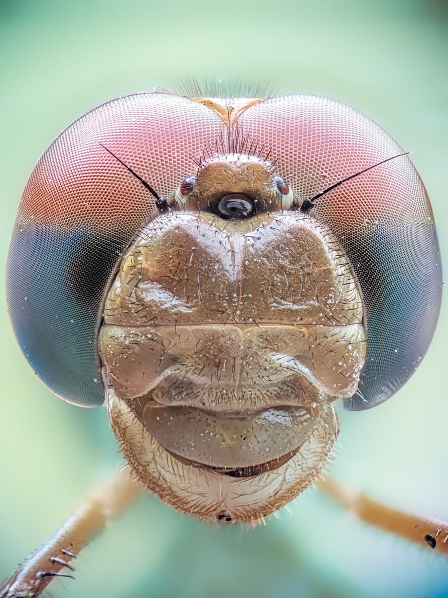 Ojos compuestos y ocelos de una libélula