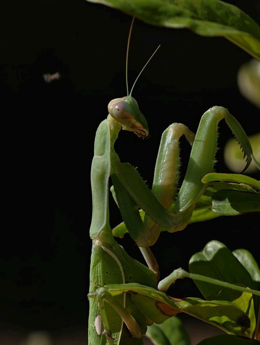 Mantis verde sobre vegetación, con luz rasante