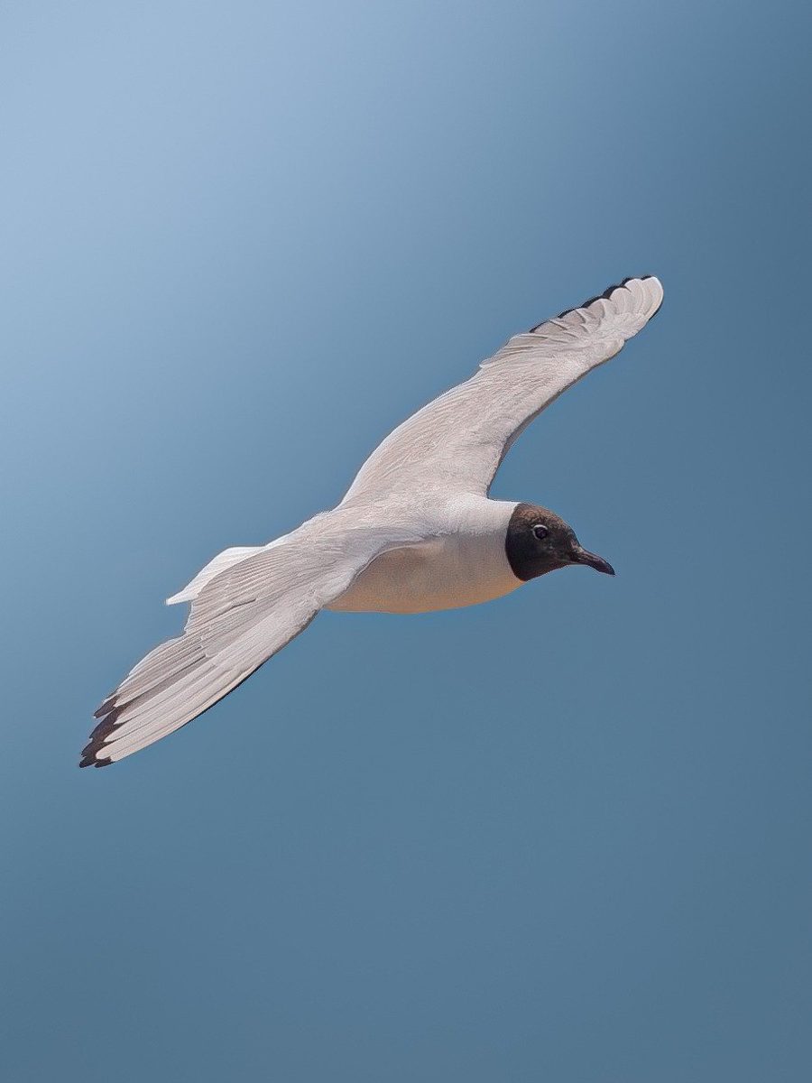 Ave en vuelo