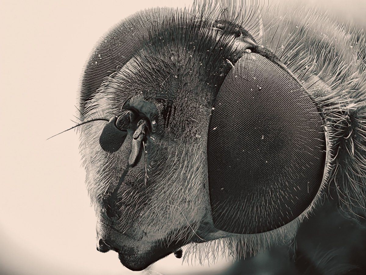 Ultra-macro · apilado desde RAW